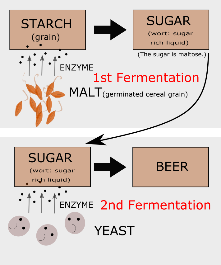 The Art of Japanese Sake / How its delicate taste and flavor are brewed ... - Beer Fermentation