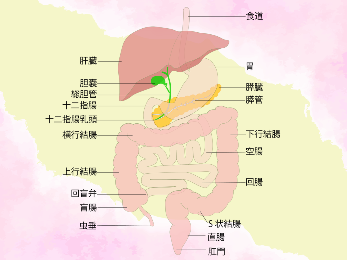 Gut Image in Japanese